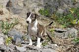 BULL TERRIER 026